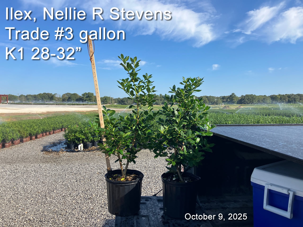 gallery/nrs3t k1 oct9.jpg